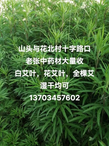 艾草种植赚钱吗_2024艾草市场前景如何
