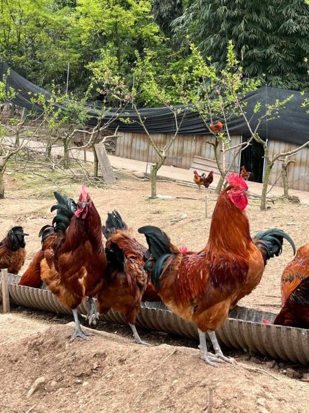 山鸡养殖赚钱吗_山鸡市场前景怎么样