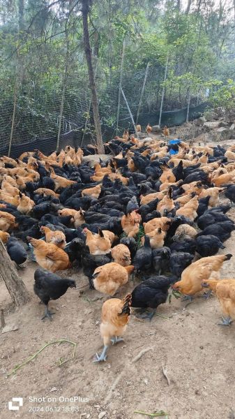 山鸡养殖赚钱吗_山鸡市场前景怎么样