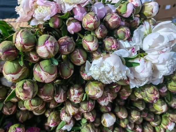 鲜切花前景怎么样_2024年还能赚钱吗