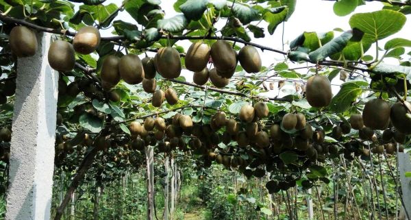 猕猴桃种植前景怎么样_猕猴桃市场潜力大吗