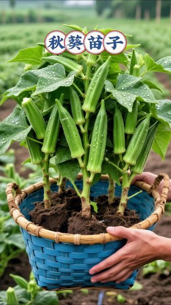 秋葵种植赚钱吗_秋葵市场前景如何
