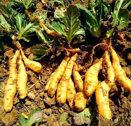 地黄种植前景如何_地黄未来市场趋势