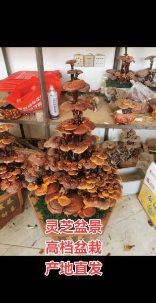 灵芝市场前景怎么样_灵芝种植赚钱吗