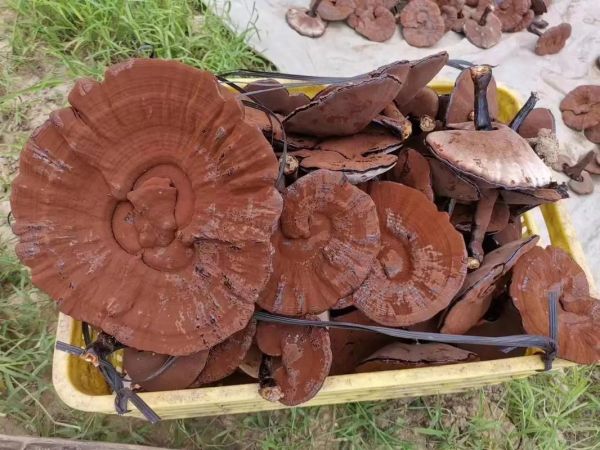 灵芝市场前景怎么样_灵芝种植赚钱吗