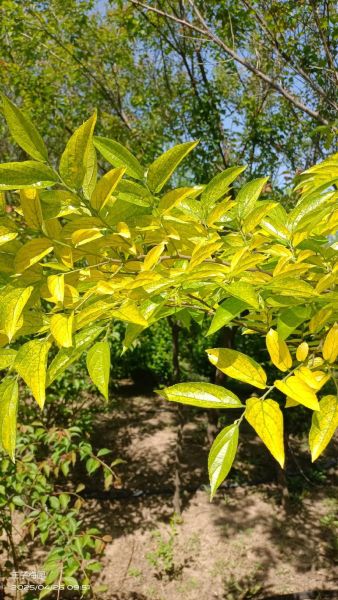 未来绿化苗木前景如何_哪些品种最赚钱