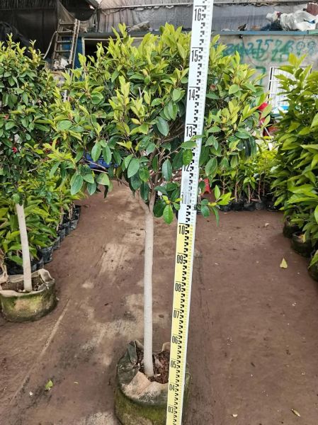 未来绿化苗木前景如何_哪些品种最赚钱