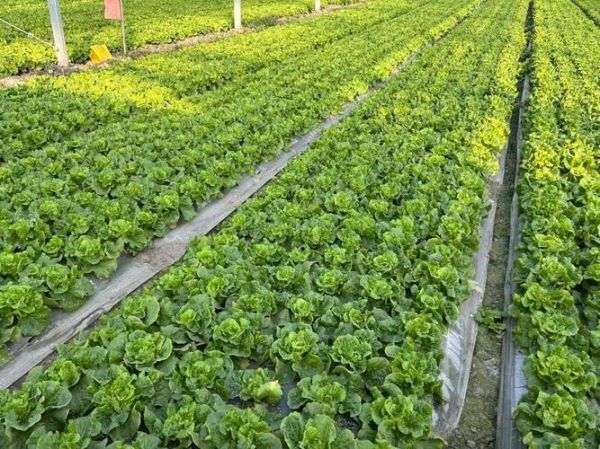 蔬菜产业前景怎么样_2024年蔬菜种植赚钱吗