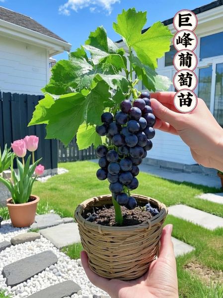 种葡萄赚钱吗_葡萄种植前景怎么样