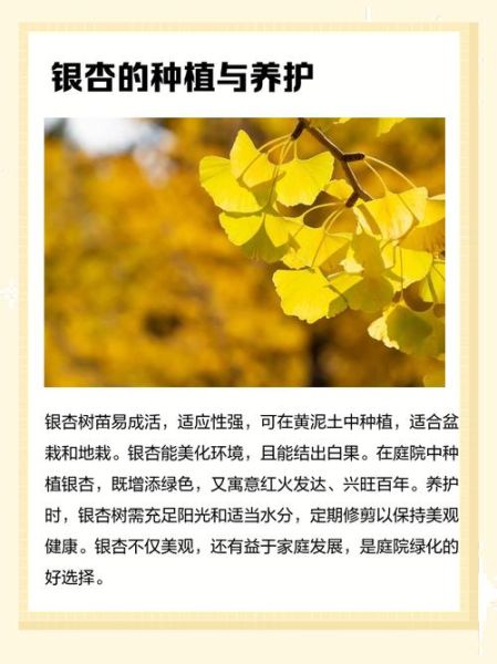 银杏树种植前景如何_银杏叶提取物市场潜力大吗