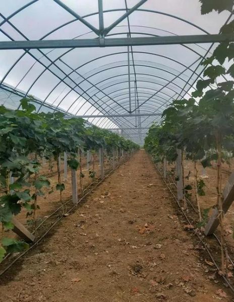 种葡萄赚钱吗_葡萄种植前景怎么样