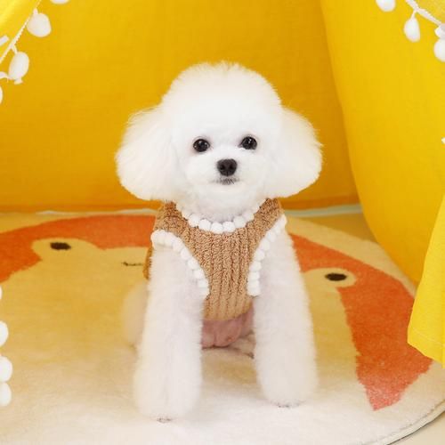 宠物服装前景怎么样_宠物衣服值得投资吗