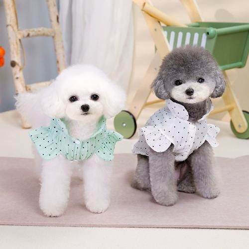 宠物服装前景怎么样_宠物衣服值得投资吗