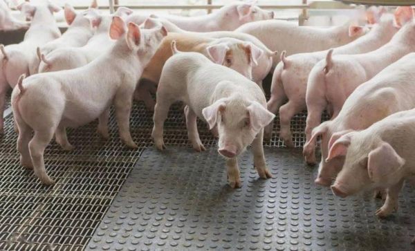 未来五年养猪前景怎么样_养猪还能赚钱吗