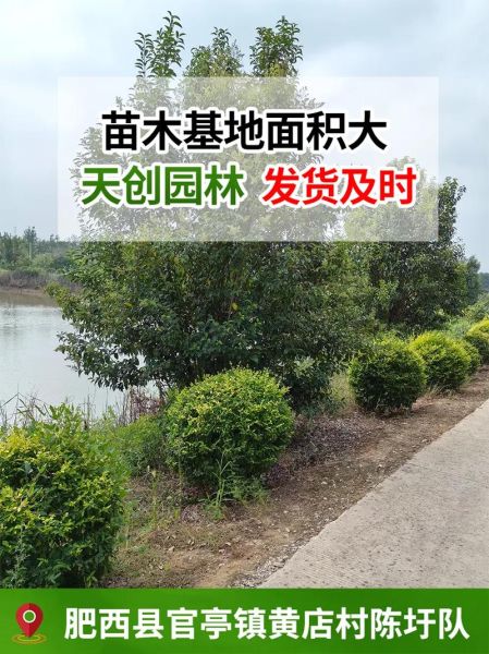 2016苗木行情怎么样_苗木种植前景如何