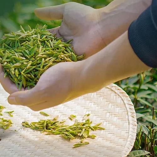 白茶市场前景如何_白茶值得投资吗