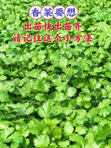香菜种植前景怎么样_香菜价格走势如何
