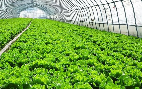 绿色蔬菜发展前景_绿色蔬菜种植前景怎么样