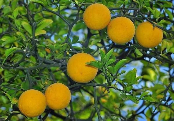 种枳实前景怎么样_枳实种植赚钱吗