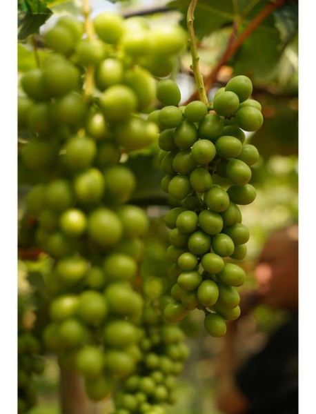 葡萄种植前景怎么样_2024年葡萄价格走势