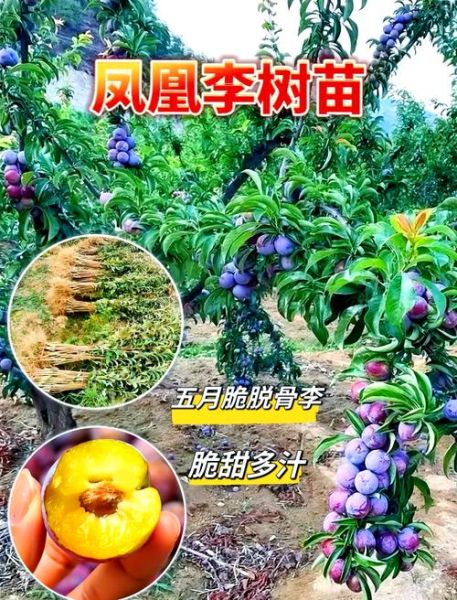 李子种植前景怎么样_李子品种选择技巧