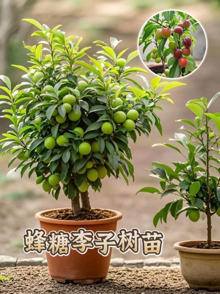 李子种植前景怎么样_李子品种选择技巧