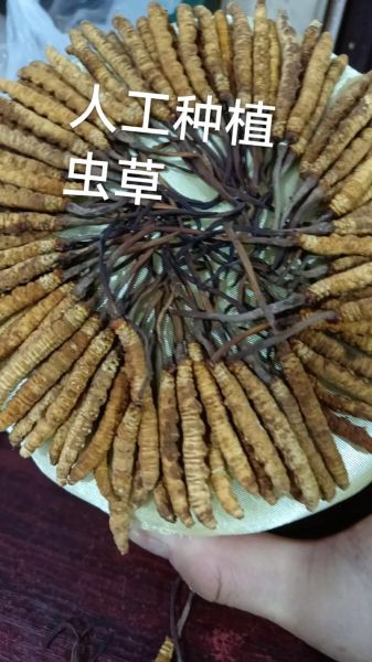 虫草前景怎么样_虫草种植赚钱吗
