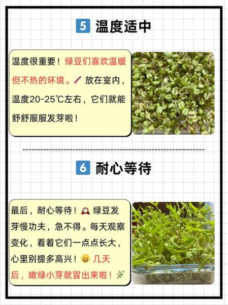 绿豆前景怎么样_2024年种植还能赚钱吗