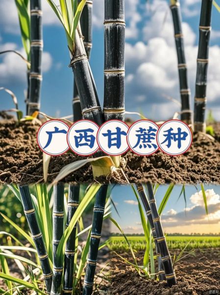 甘蔗种植前景怎么样_甘蔗未来价格走势