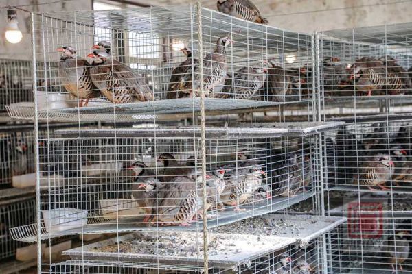 鹧鸪养殖前景怎么样_鹧鸪养殖赚钱吗