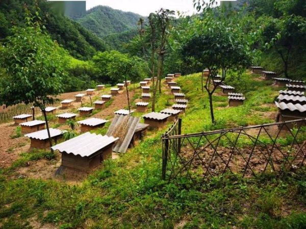 蜂产品前景怎么样_蜂产品行业赚钱吗