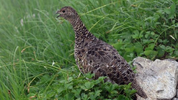 鹧鸪养殖赚钱吗_鹧鸪养殖前景怎么样