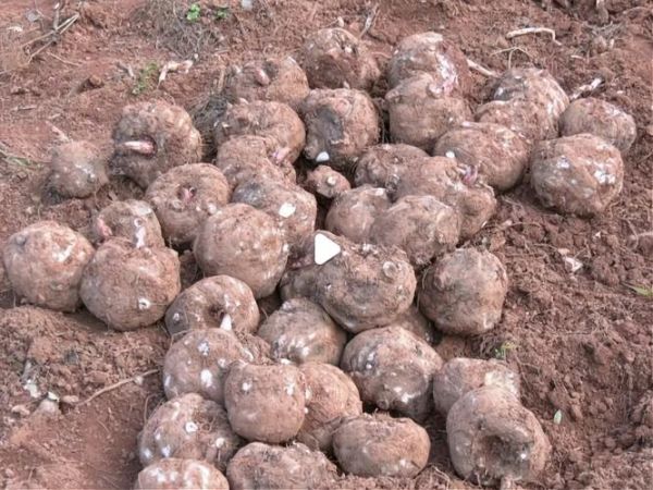 魔芋的市场前景怎么样_魔芋行业值得投资吗