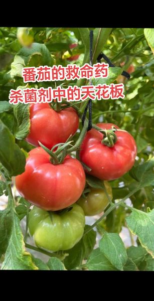 西红柿种植前景如何_西红柿市场前景分析