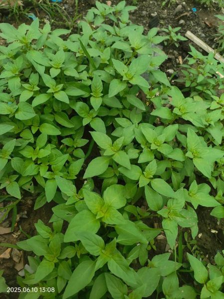 荆芥种植前景如何_荆芥2025年价格预测