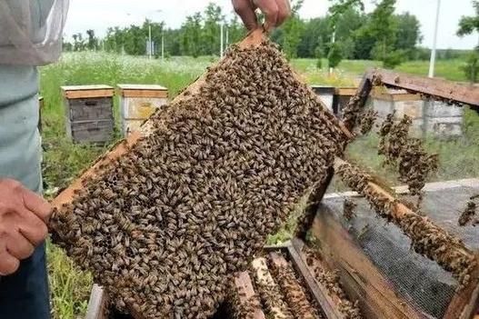 中国养蜂前景怎么样_2024年养蜂赚钱吗