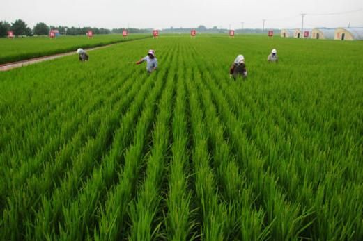 水稻种植前景怎么样_未来水稻种植赚钱吗