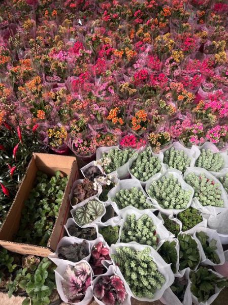 花卉前景怎么样_花卉行业未来赚钱吗