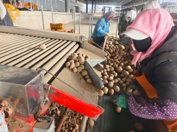马铃薯加工前景如何_马铃薯深加工赚钱吗