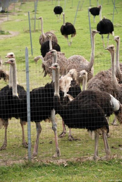 鸵鸟养殖赚钱吗_鸵鸟市场前景如何