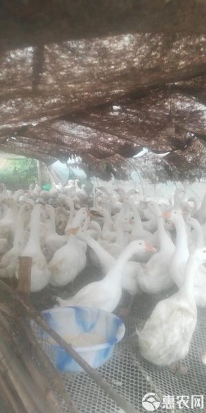 肉鹅养殖2015前景怎么样_2015肉鹅养殖赚钱吗