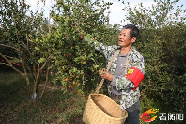 茶油市场前景怎么样_茶油投资赚钱吗