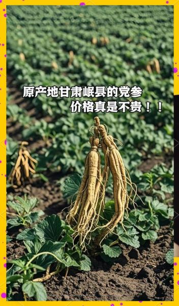 党参种植前景怎么样_党参市场未来五年走势