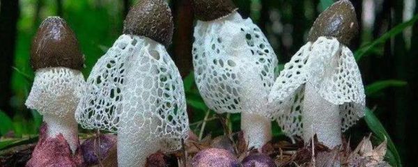 竹荪种植前景怎么样_竹荪价格多少钱一斤