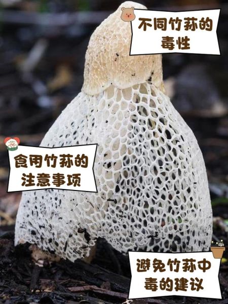 竹荪种植前景怎么样_竹荪价格多少钱一斤