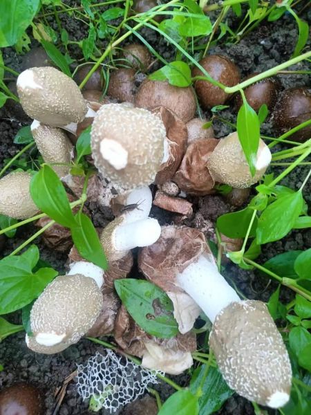 竹荪种植前景怎么样_竹荪价格多少钱一斤