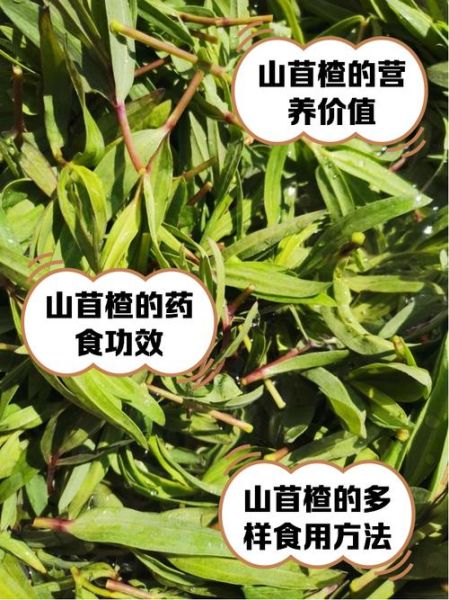 野菜种植前景如何_野菜市场潜力大吗