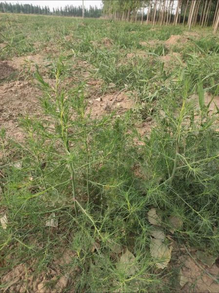 野菜种植前景如何_野菜市场潜力大吗