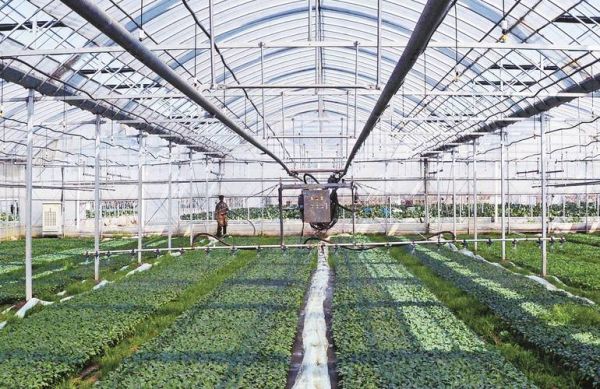 育种前景怎么样_未来十年哪些作物最赚钱