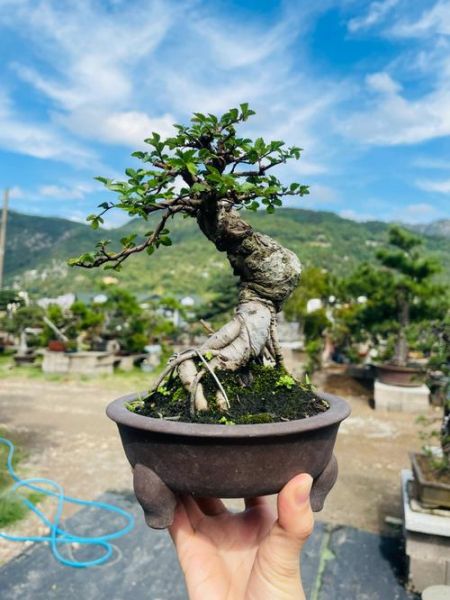 盆景生意赚钱吗_盆景市场前景怎么样